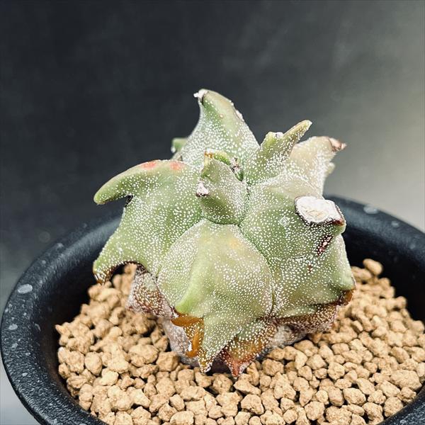 ܥƥ˱̡ʤݤ礯˥󥹥*5־ʡʸ¤ꡡ