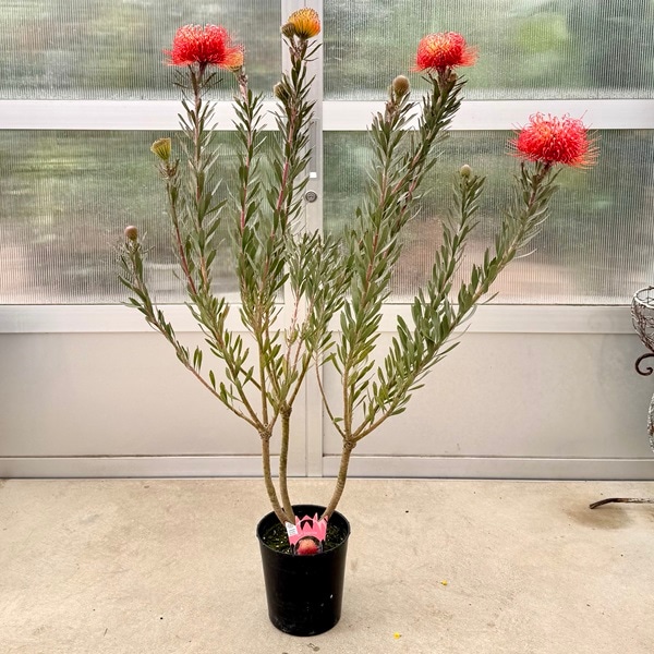 տʪ ȭ֡塼ڥޥࡡå* ʤϤ 奦ڥޥ ԥ󥯥å 緿ޥ 