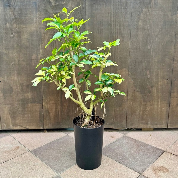 ���տ�ʪ�������ե�� ����ץƥ��� �Хꥨ������*�ץ�ݥå�