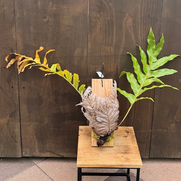 ������ʪ ���տ�ʪ���ɥ�ʥꥢ �����륷�ե��ꥢ*���դ�