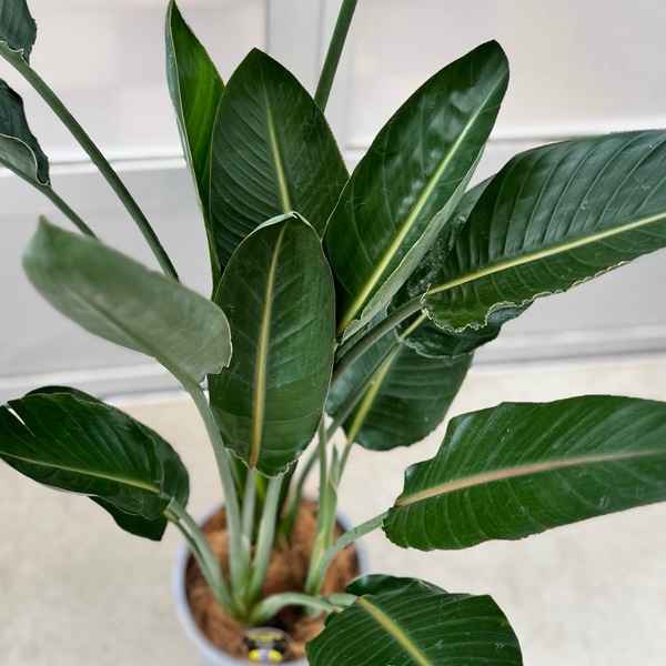 観葉植物：ストレリチア レギネ 鉢植え 受皿付*Gry 大型佐川急便配送