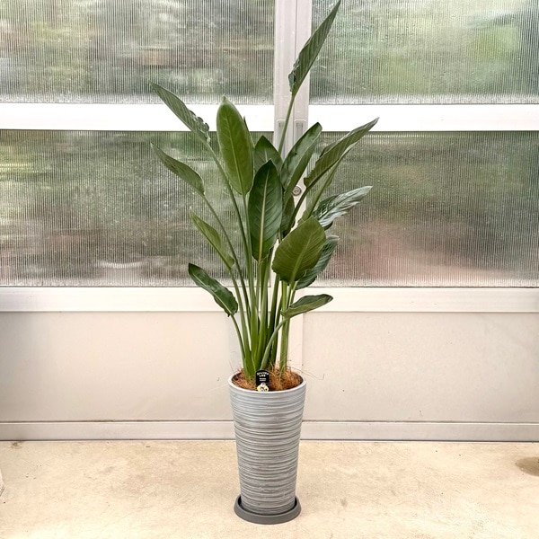 観葉植物：ストレリチア レギネ 鉢植え 受皿付*Gry 大型佐川急便配送