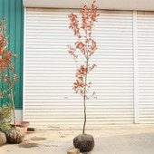 ڡ ޥХʻФˤޤФʸ¤*ñڡȯ