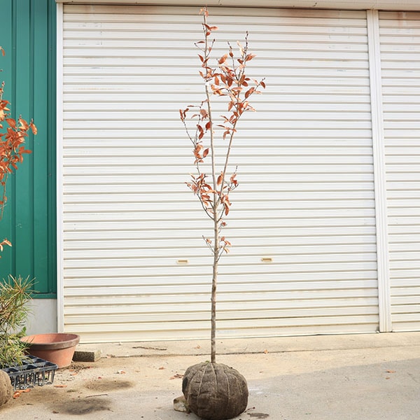 ڡ ޥХʻФˤޤФʸ¤*ñڡȯ