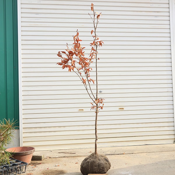 ���ڡ����� ����ޥ����Х��ʻ���Ф��ˤ�ޤ����Ф������ʸ¤�*��ñ�ڡ��������ȯ��