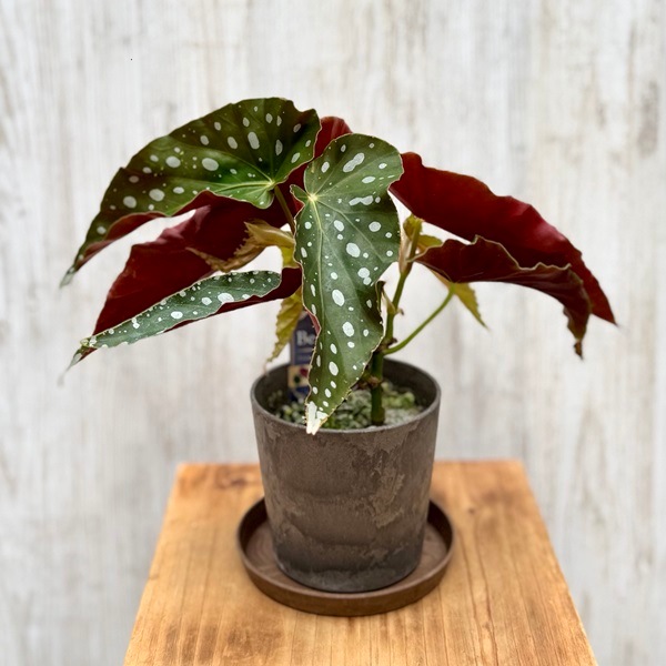 ���տ�ʪ���٥��˥� ή����*4�桡Begonia��������