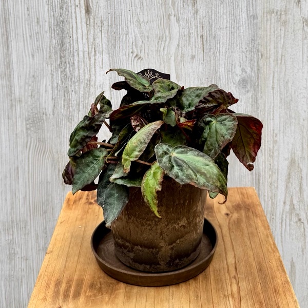 ���տ�ʪ���٥��˥� �֥륭��*4�桡�֥륭�꡼ Begonia burkillii��������