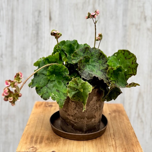 観葉植物：ベゴニア ラストラーク*4号 RustLurk 受皿付 | 観葉植物