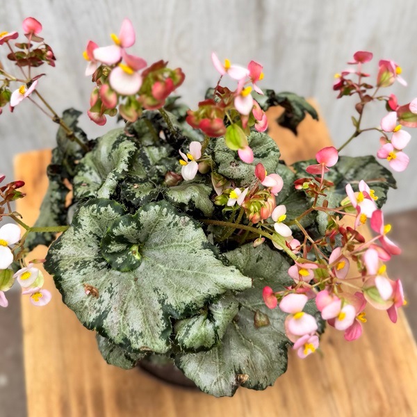 Know Your Begonias ベゴニア Know Your Begonias ベゴニア Know Your Begonias ベゴニア