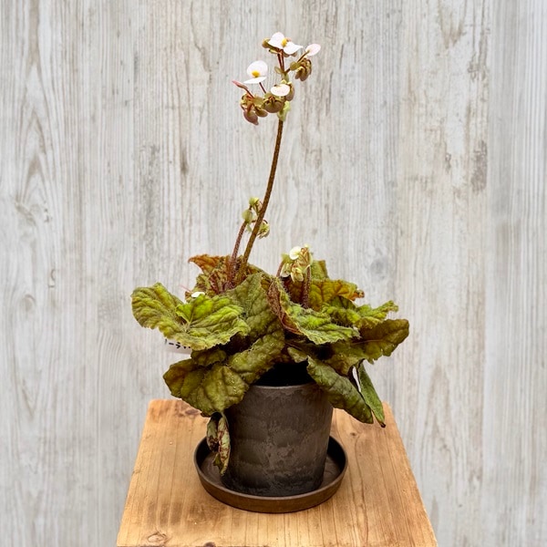 ���տ�ʪ���٥��˥� ����ɥ꡼�饤����*4�桡����ɥ꡼�饤���� Begonia Cowardly Lion��������