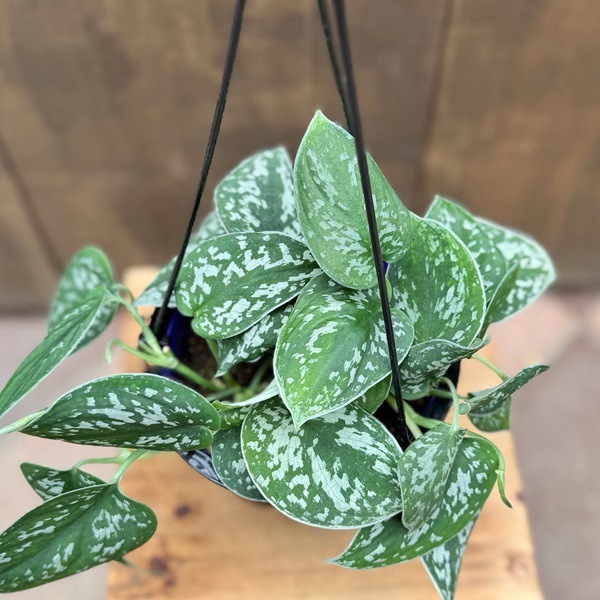 観葉植物：スキンダプサス ピクタス アルギレウス*5号吊り | 観葉植物