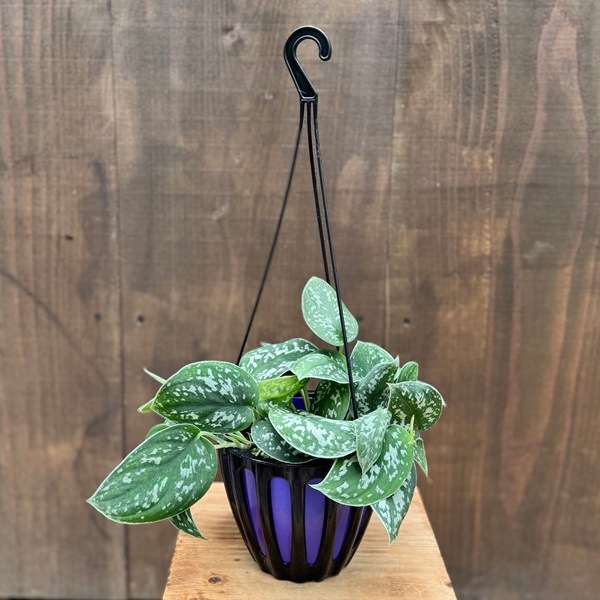 観葉植物：スキンダプサス ピクタス アルギレウス*5号吊り | 観葉植物