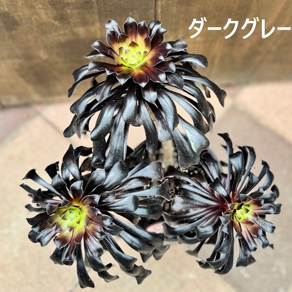 多肉植物 観葉植物 選べる：アエオニウム 黒法師*ダークグレー モス