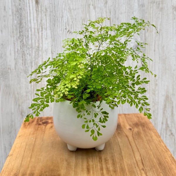 観葉植物：アジアンタム ミクロフィラ 鉢植え*三つ足白丸 | 観葉植物