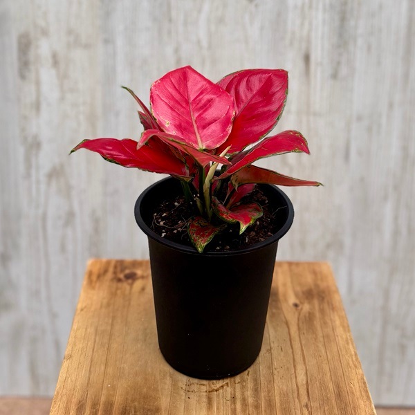 観葉植物：アグラオネマ ビューティー*4号 Aglaonema | 観葉植物