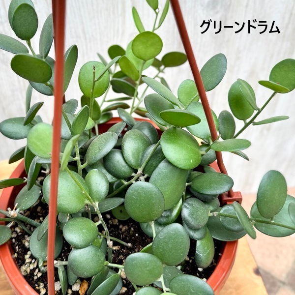 観葉植物 品種選べる：多肉植物 吊り鉢*6号 クセロシキオス セネシオ