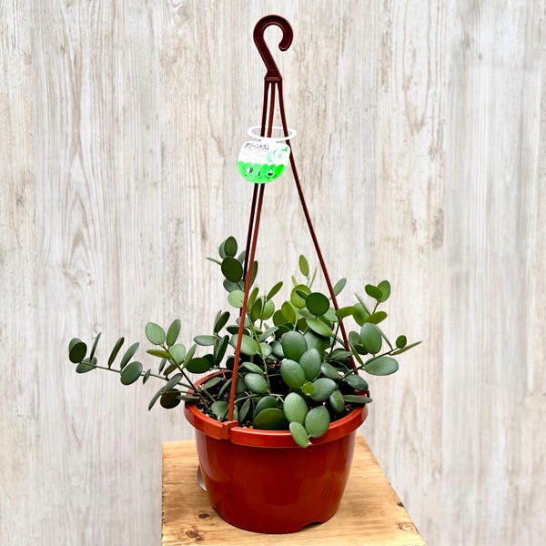 観葉植物 品種選べる：多肉植物 吊り鉢*6号 クセロシキオス セネシオ