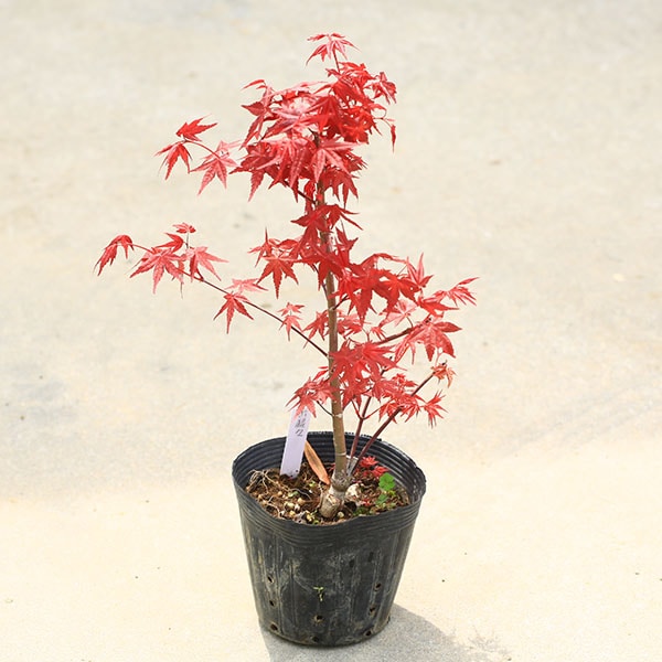 出猩々紅葉(デショウジョウモミジ) 盆栽 デショウジョウもみじ 出猩々もみじ 小品盆栽 紅葉｜Yahoo