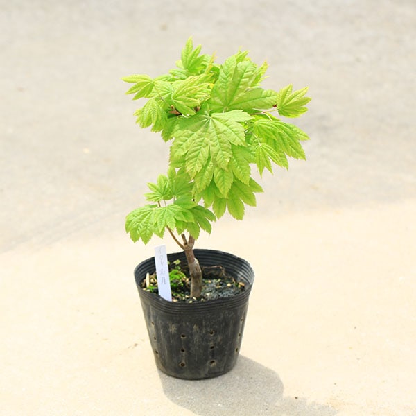 コハウチワカエデ着払い品/875 コハウチワカエデ着払い品/875 コハウチワカエデ 株立 樹高 H:3000mm