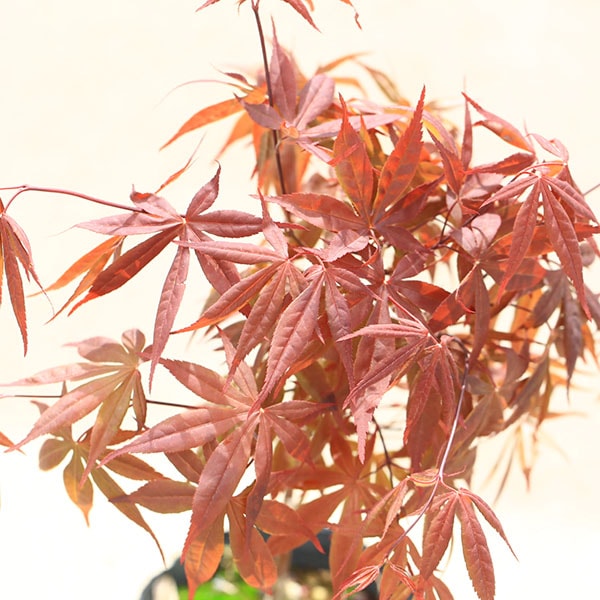 庭木・植木 庭木苗：猩々野村モミジ*（しょうじょうのむらもみじ