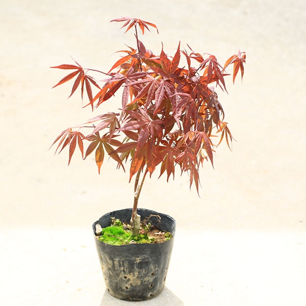 もみじ苗木 猩々野村 庭木・植木 庭木苗:猩々野村モミジ*(しょうじょうのむらもみじ