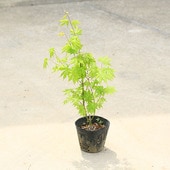 ���ڡ����ڡ� �����ġ���Ȭ���ߤ�*�ʤ��Ϥ����礦�ˤ�ߤ������ա��ߺϡ��ġ�