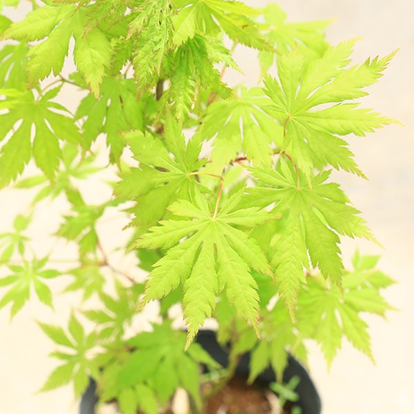 庭木・植木 庭木苗：黄八丈もみじ*（きはちじょう）もみじ 紅葉 盆栽