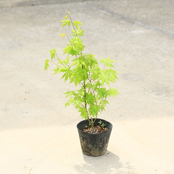 庭木・植木 庭木苗：黄八丈もみじ*（きはちじょう）もみじ 紅葉 盆栽