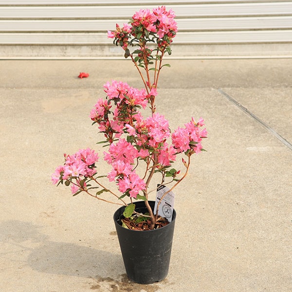 ڡڡХɥǥɥʤȤ᤭*ĥĥ㥯ʥ*5