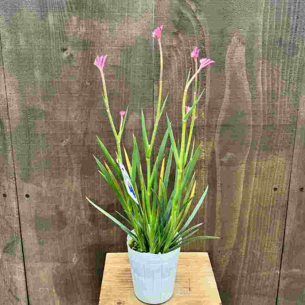 観葉植物 鉢花：カンガルーポー*4号 花色選べます | 観葉植物,ガーデン
