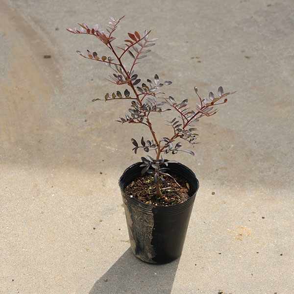 ���ڡ����ڡ����ʡ��ԥ����������ġ�����30����*���ڥ��󸶻��Τ��襤����