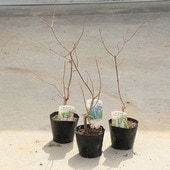 ���ڡ����ڡ��ġ����Υ˥󥸥�ܥ�*���翧���������򿧡�������Ӥ���������