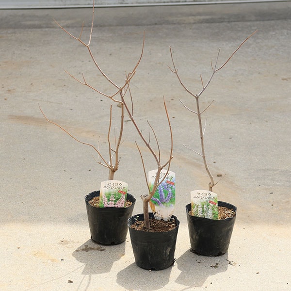 庭木・植木 苗 西洋ニンジンボク* 紫色／桃色／白色 おえらびください