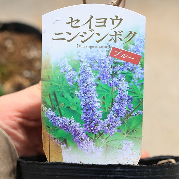 庭木・植木 苗 西洋ニンジンボク* 紫色／桃色／白色 おえらびください