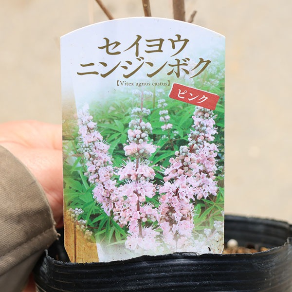 庭木・植木 苗 西洋ニンジンボク* 紫色／桃色／白色 おえらびください