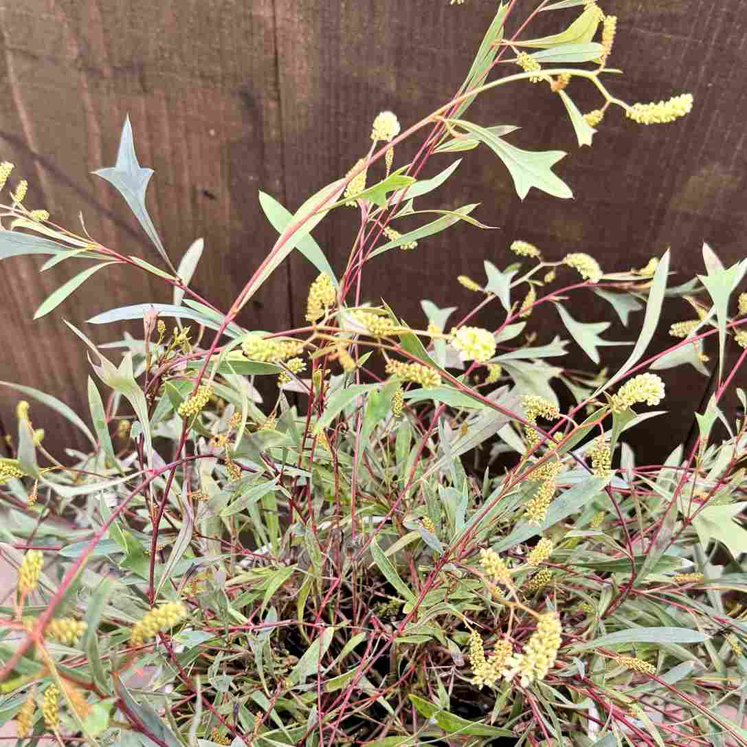 花苗 観葉植物：グレビレア シナフェア*7号 | 観葉植物,ガーデン