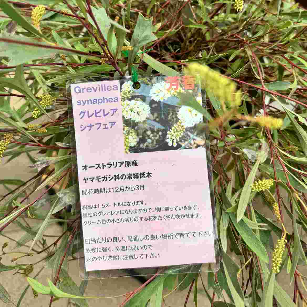 グレビレア シナフェア ファイバー鉢 綺麗なシルバーリーフ