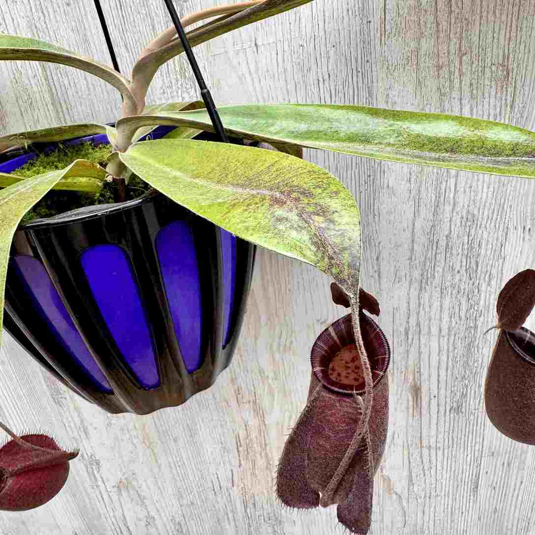 ウツボカズラ　N.アンプラリア　ブラックミラクル　食虫植物 希少品種 観葉植物 食虫植物：ウツボカズラ ネペンテス ブラック