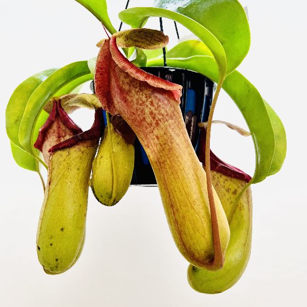 希少品種 観葉植物 食虫植物：ウツボカズラ ネペンテス ベントリコーサ