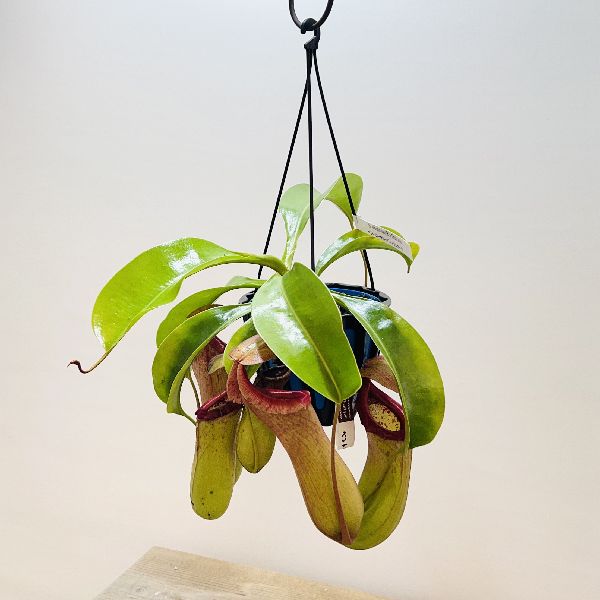 希少品種 観葉植物 食虫植物：ウツボカズラ ネペンテス ベントリコーサ