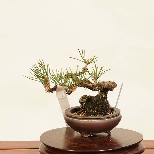 【黒松　盆栽　bonsai】003 盆栽：三河黒松*現品 くろまつ クロマツ Kuromatsu bonsai ミニ盆栽