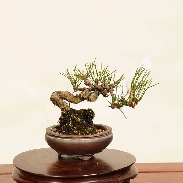 盆栽：三河黒松*現品 くろまつ クロマツ Kuromatsu bonsai ミニ盆栽