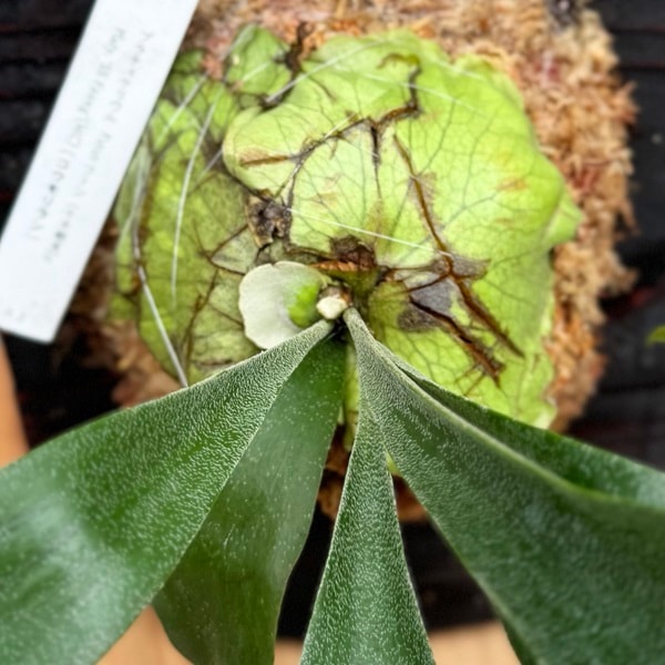 観葉植物：コウモリラン SSフーン 千手観音 板付け*吊り ビカクシダ