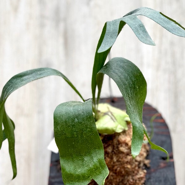 観葉植物：コウモリラン SSフーン 千手観音 板付け*吊り ビカクシダ