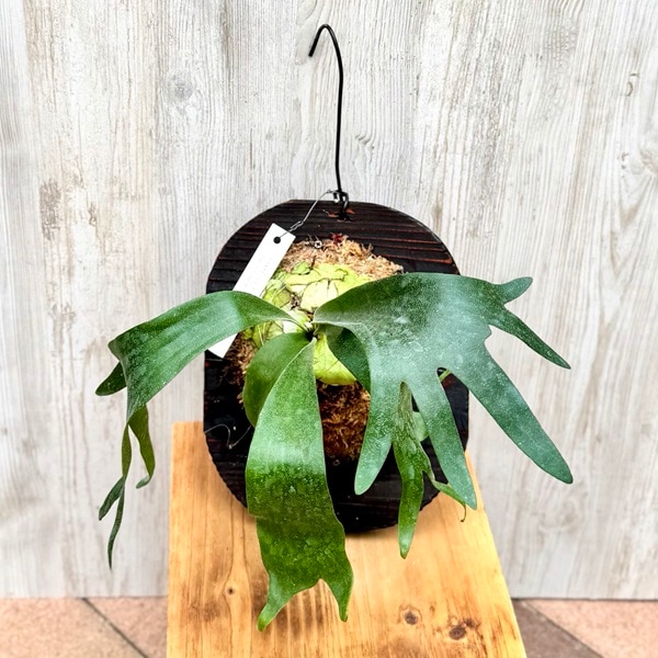 ビカクシダ 天使の翼植物 ザミアプミラ 大カブ P.Gabriel 《加百列》 from @haruhana___plants Dwarf Nook