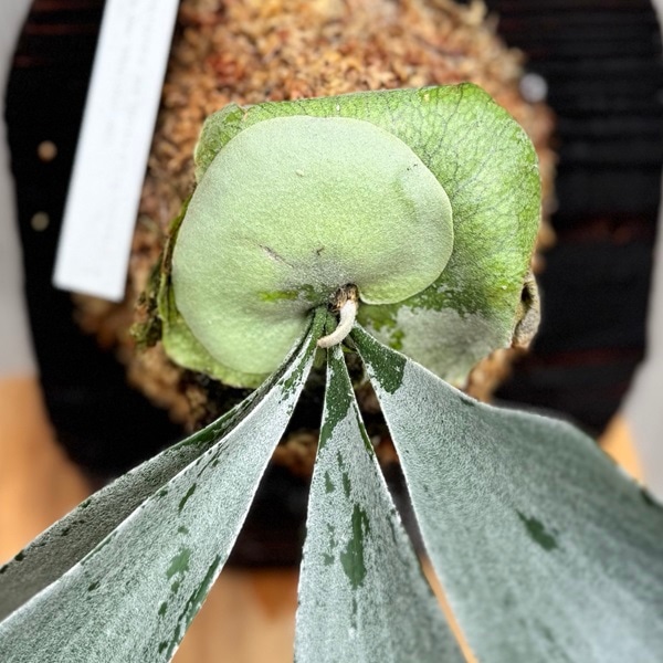 コルク付け♡ビカクシダオモOMO コルク付け♡ビカクシダオモOMO