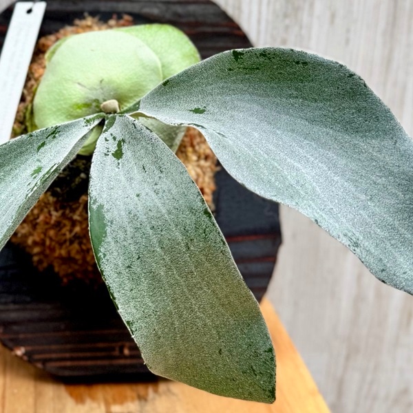 観葉植物：コウモリラン オモ ホワイトラバー 板付け*吊り ビカクシダ