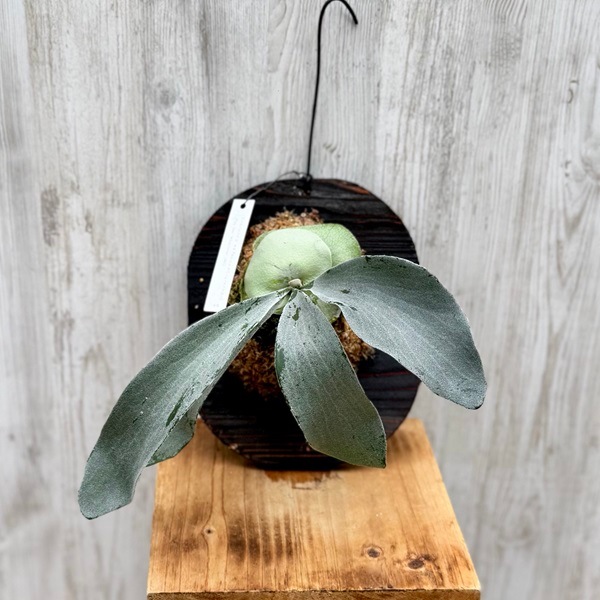 ビカクシダ OMO 親株 楽天市場】ビカクシダ P.'OMO'大 現品販売 産地直送 groote