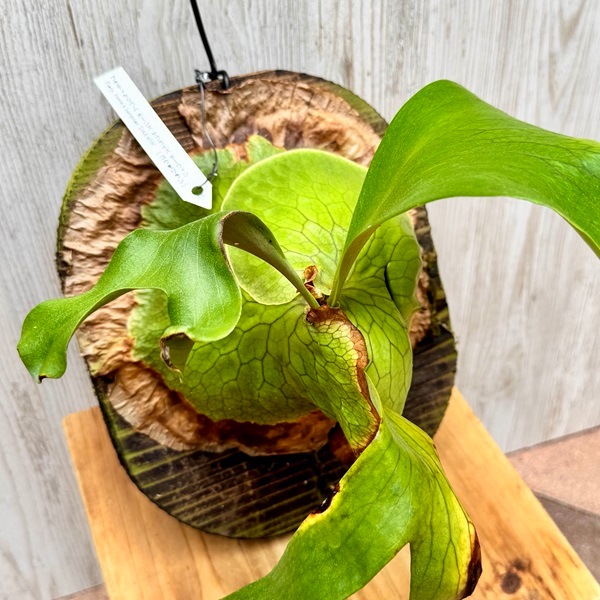 ビカクシダ　ホーンズサプライズ大株　Horne's Surprise OC株 ビカクシダ ホーンズ サプライズ Platycerium 'Horne's Surprise'