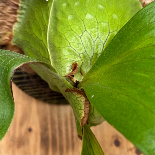 観葉植物：コウモリラン ホーンズサプライズ ダーウィン 板付け*吊り